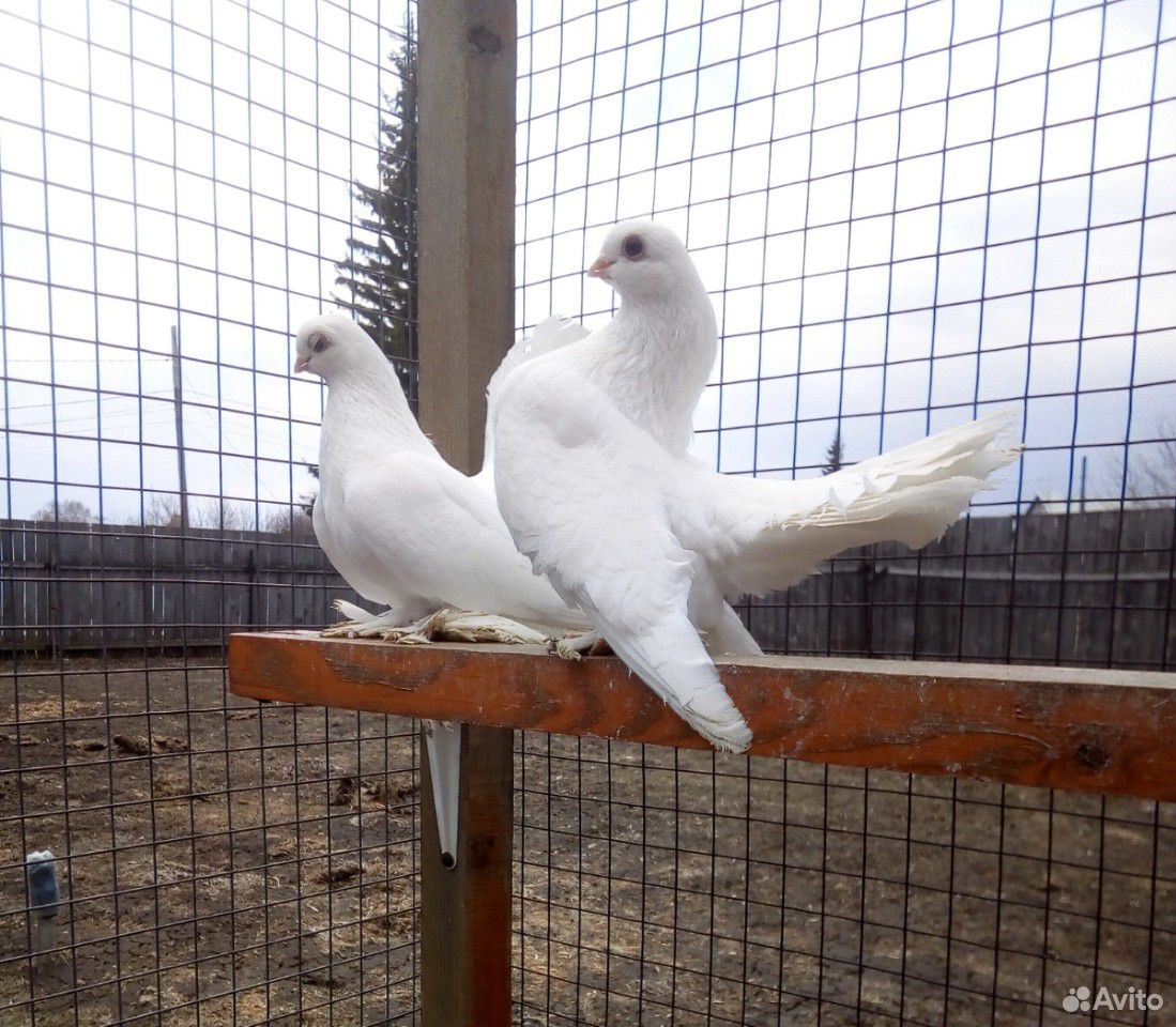 Статные голуби купить на Зозу.ру - фотография № 3