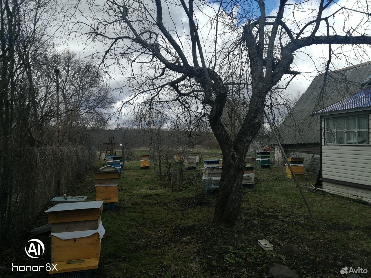 Пчёлосемьи купить на Зозу.ру - фотография № 3