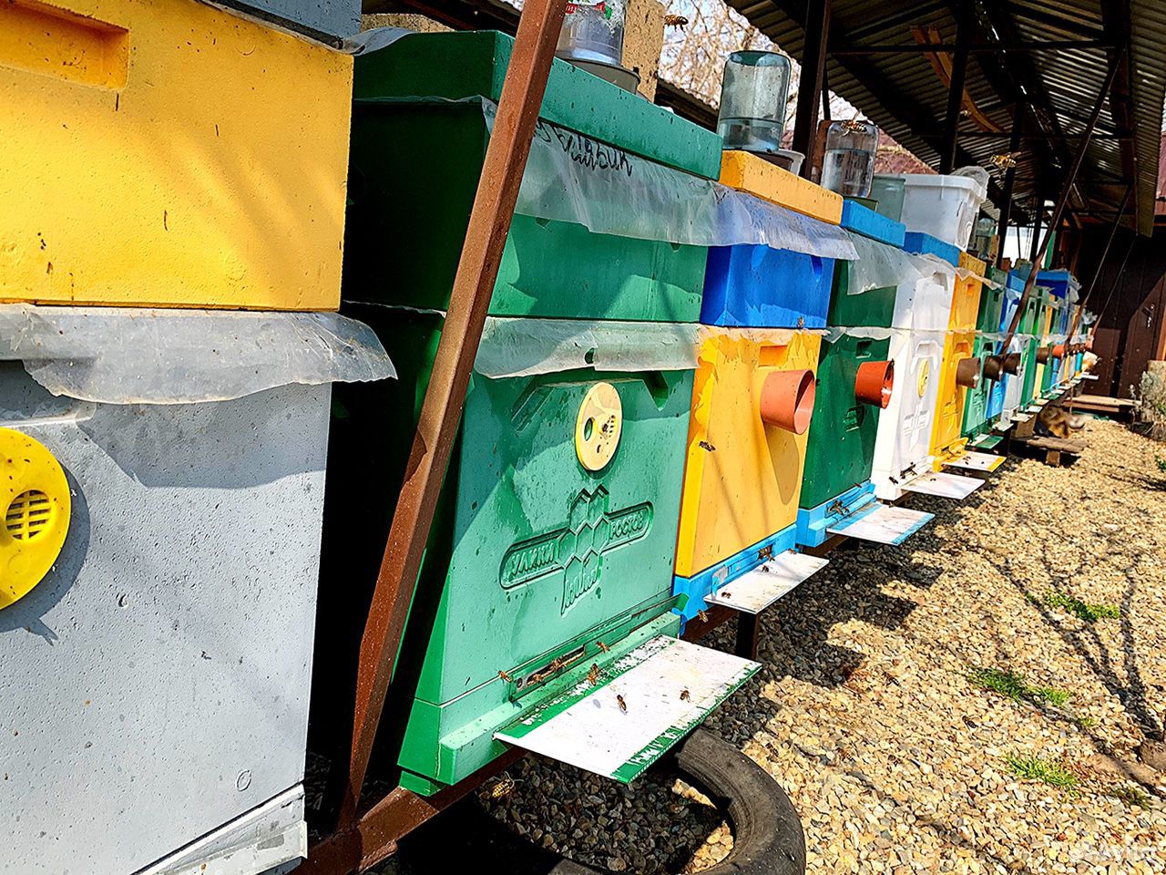 Продажа пчёл купить на Зозу.ру - фотография № 8