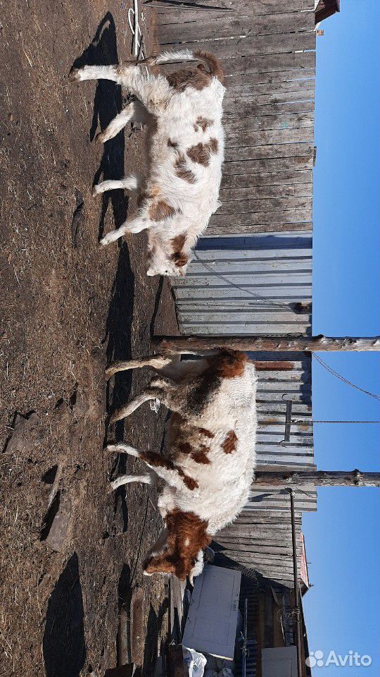 Корова Корова с теленком полгода тёлочка ещё три к купить на Зозу.ру - фотография № 2