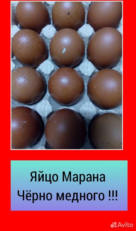 Продам Инкубационое Яйцо купить на Зозу.ру - фотография № 1