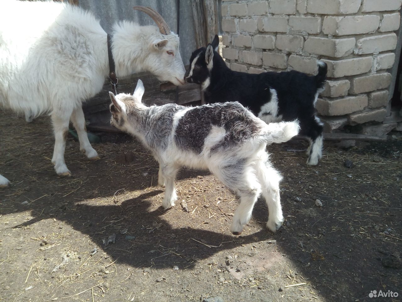 Продам козлят от молочной козы купить на Зозу.ру - фотография № 1