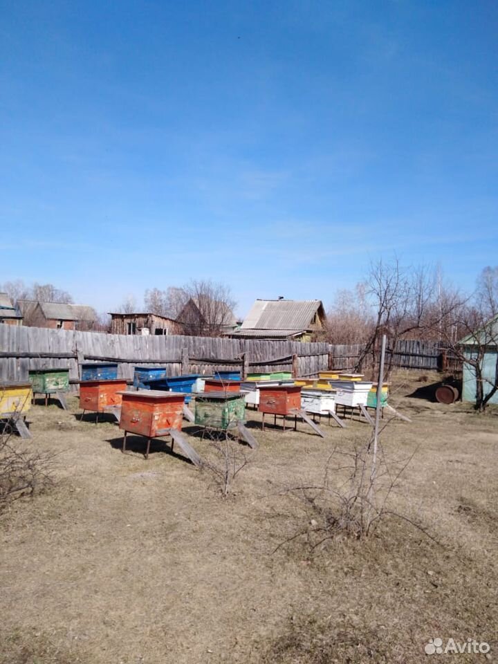 Пчёлы-семьи купить на Зозу.ру - фотография № 1