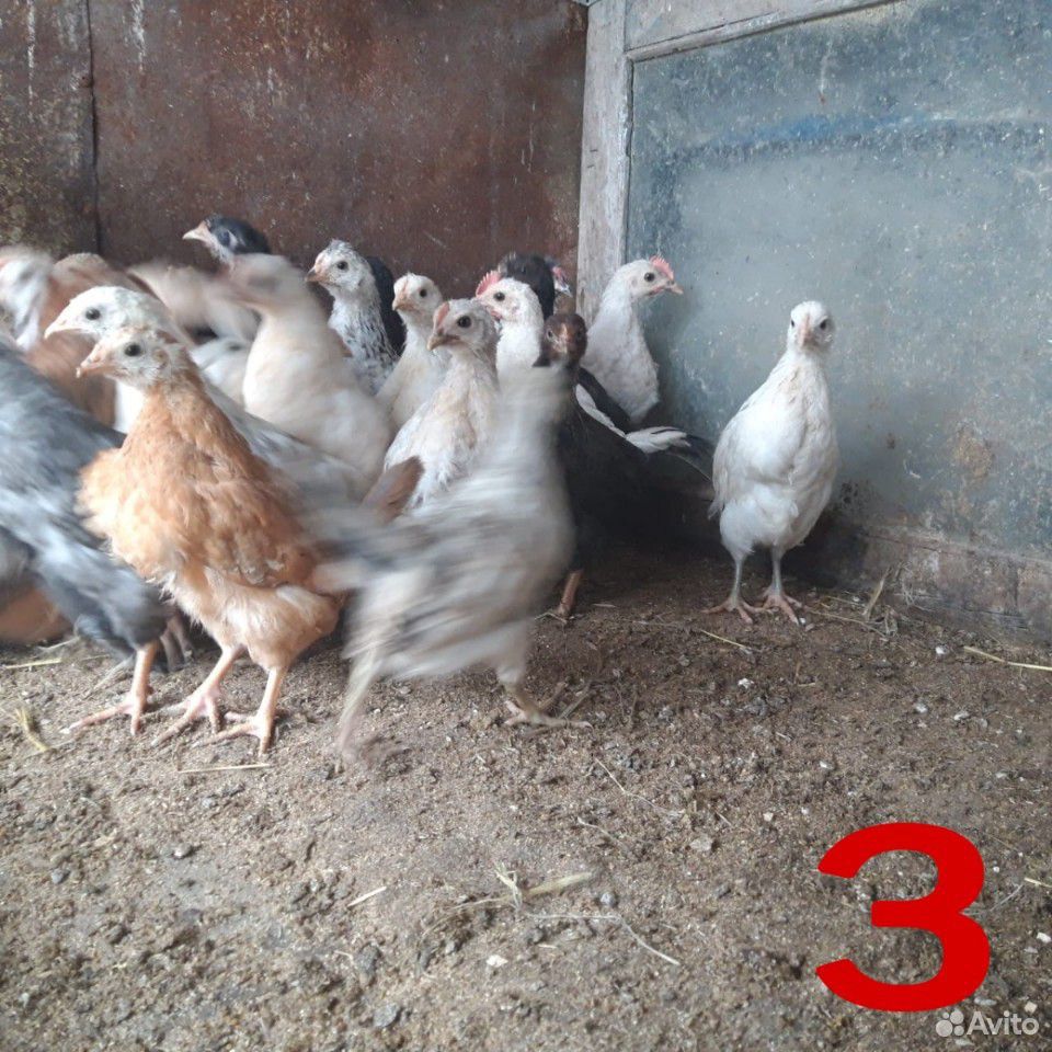 Продам цыплят купить на Зозу.ру - фотография № 3