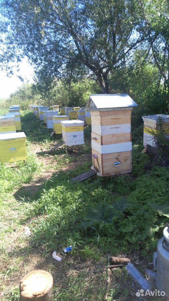 Продам пчел на высадку 10 рамок дадан купить на Зозу.ру - фотография № 2
