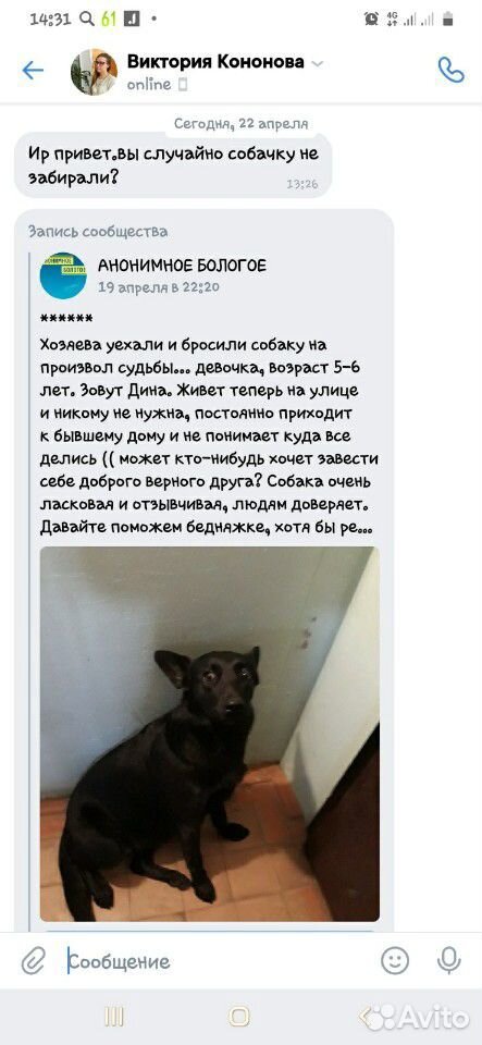 Ищет самый лучший дом собака Дина купить на Зозу.ру - фотография № 1