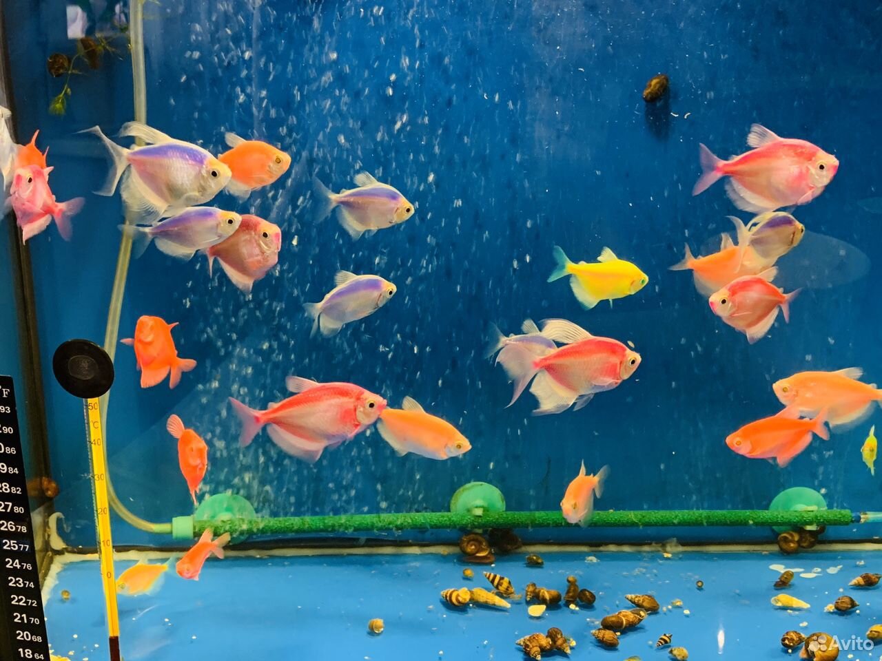 Тернеция рыбка аквариумная купить на Зозу.ру - фотография № 7