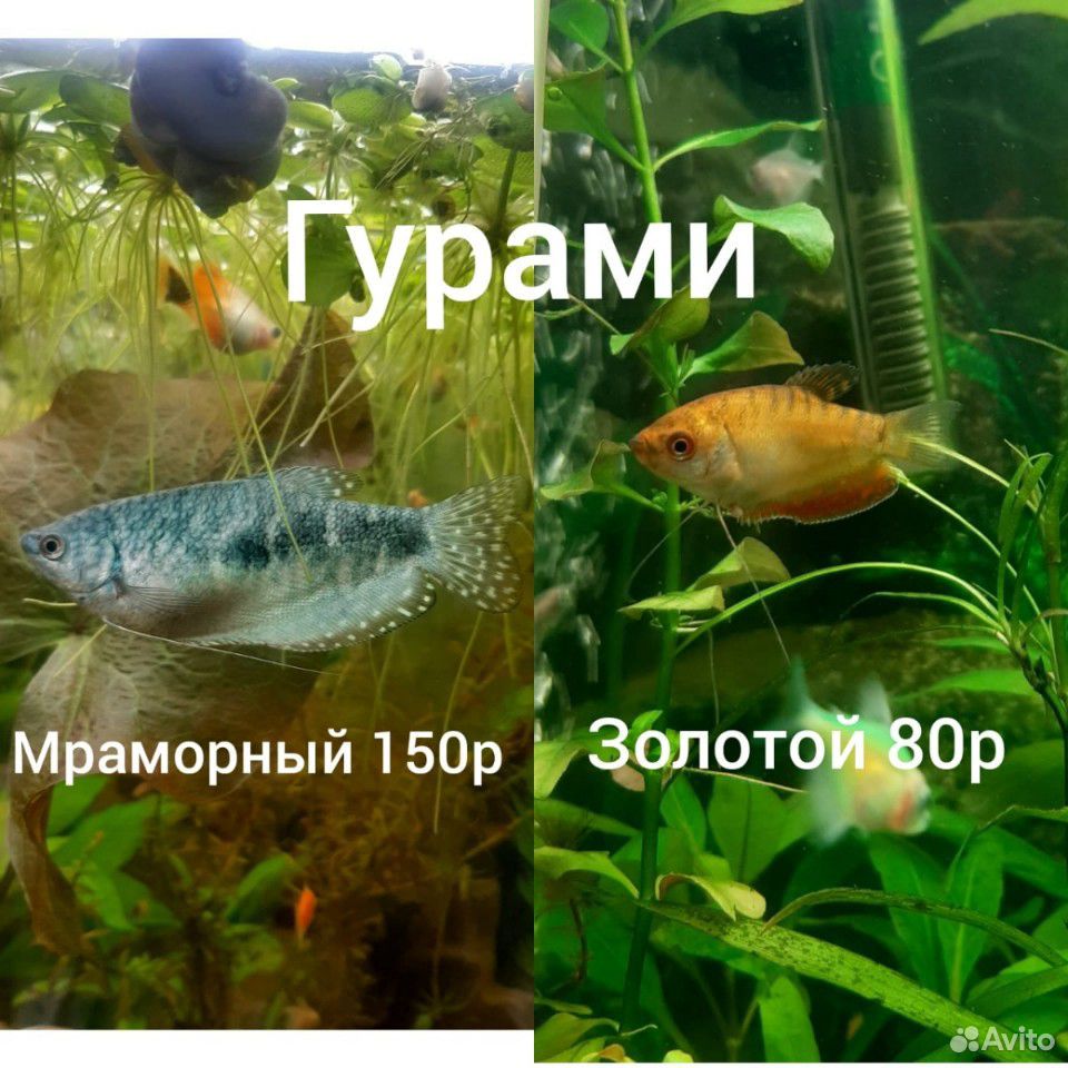 Аквариумные рыбки купить на Зозу.ру - фотография № 5