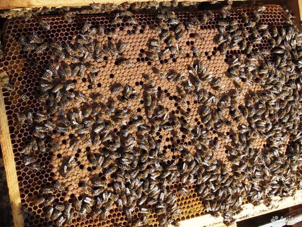 Пчелопакеты пчелосемьи купить на Зозу.ру - фотография № 3