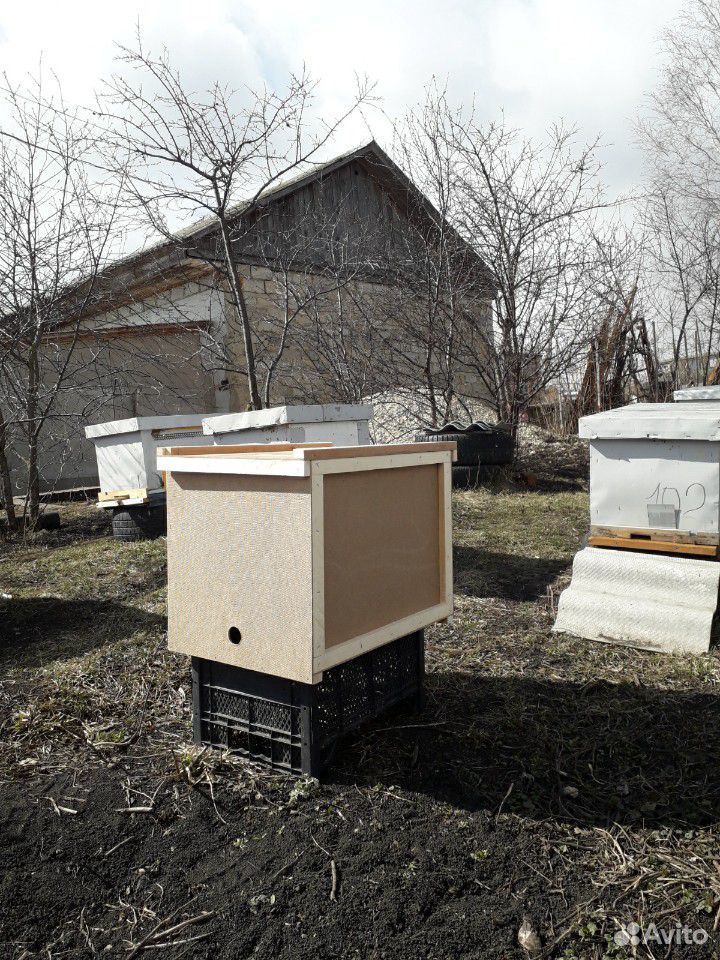 Пчёлы на 8 рамках купить на Зозу.ру - фотография № 1