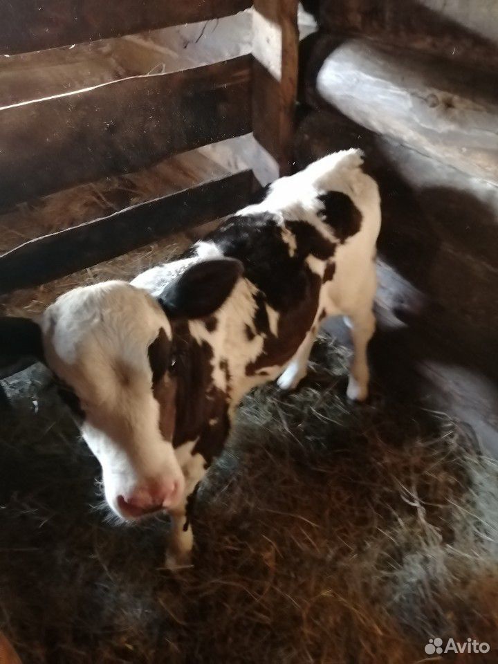 Тёлочка родилась 27 марта от высокоудойной коровы купить на Зозу.ру - фотография № 1