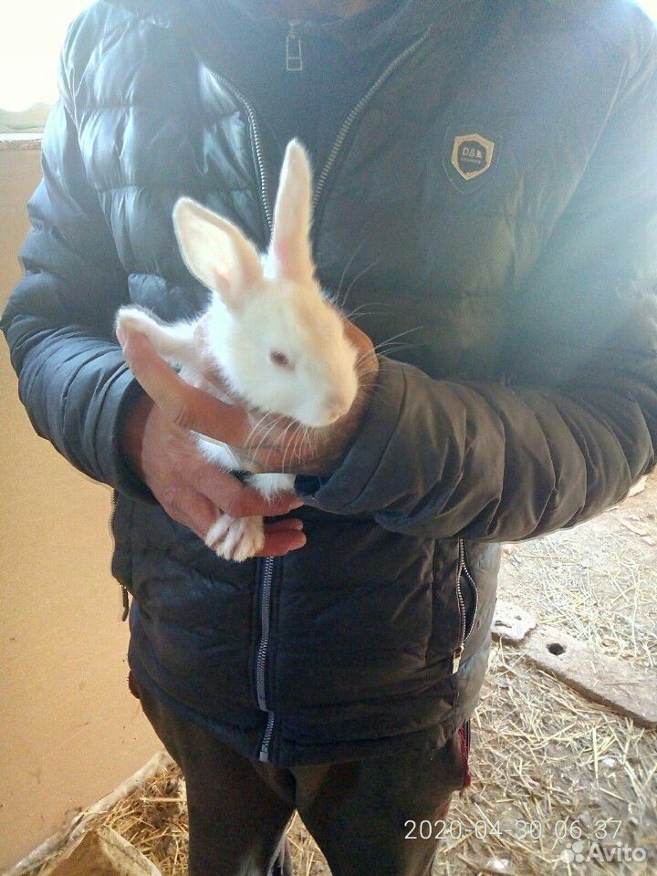 Продаю кроликов скороспелок купить на Зозу.ру - фотография № 4