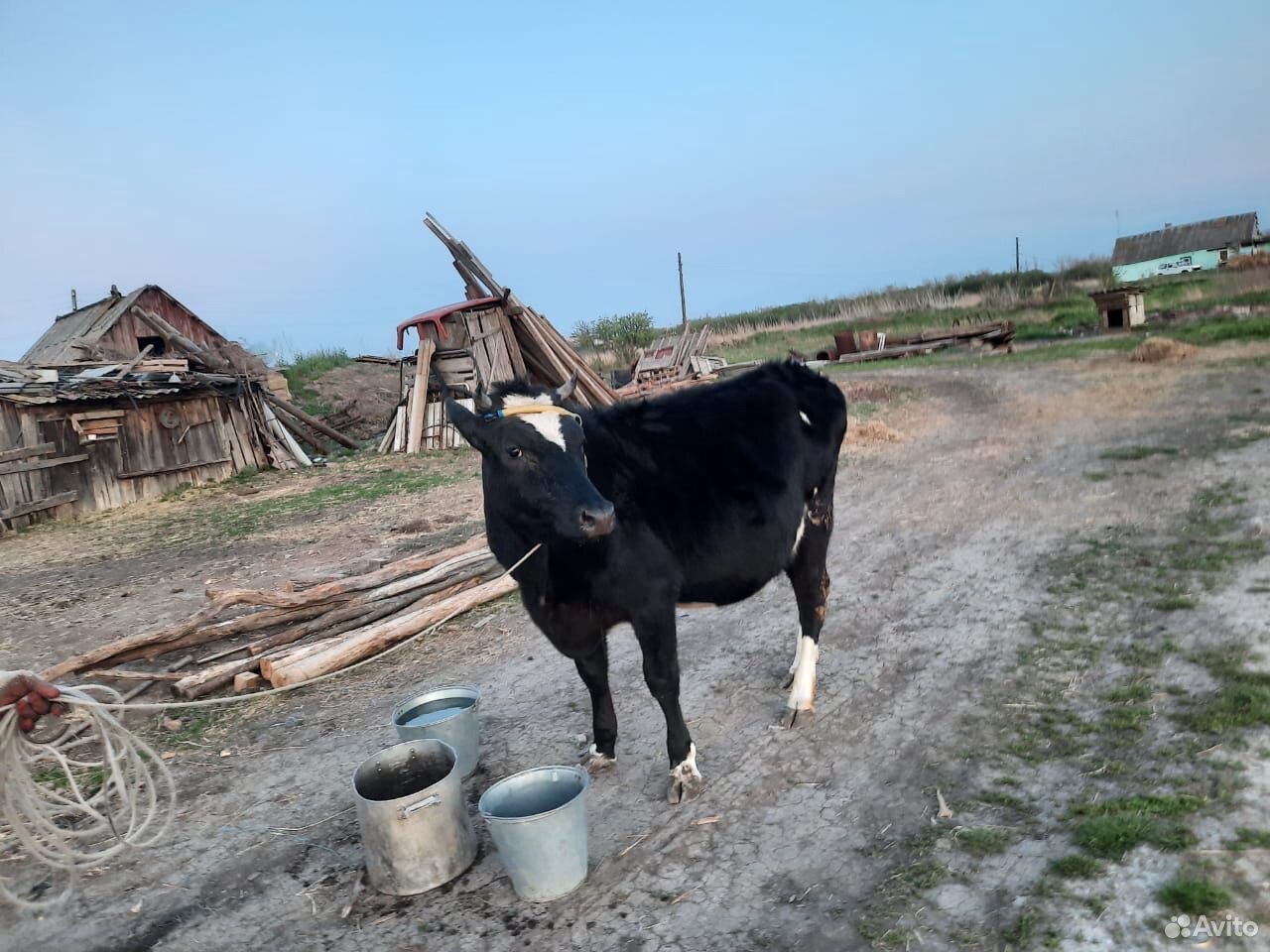 Корова,телка,бык купить на Зозу.ру - фотография № 7