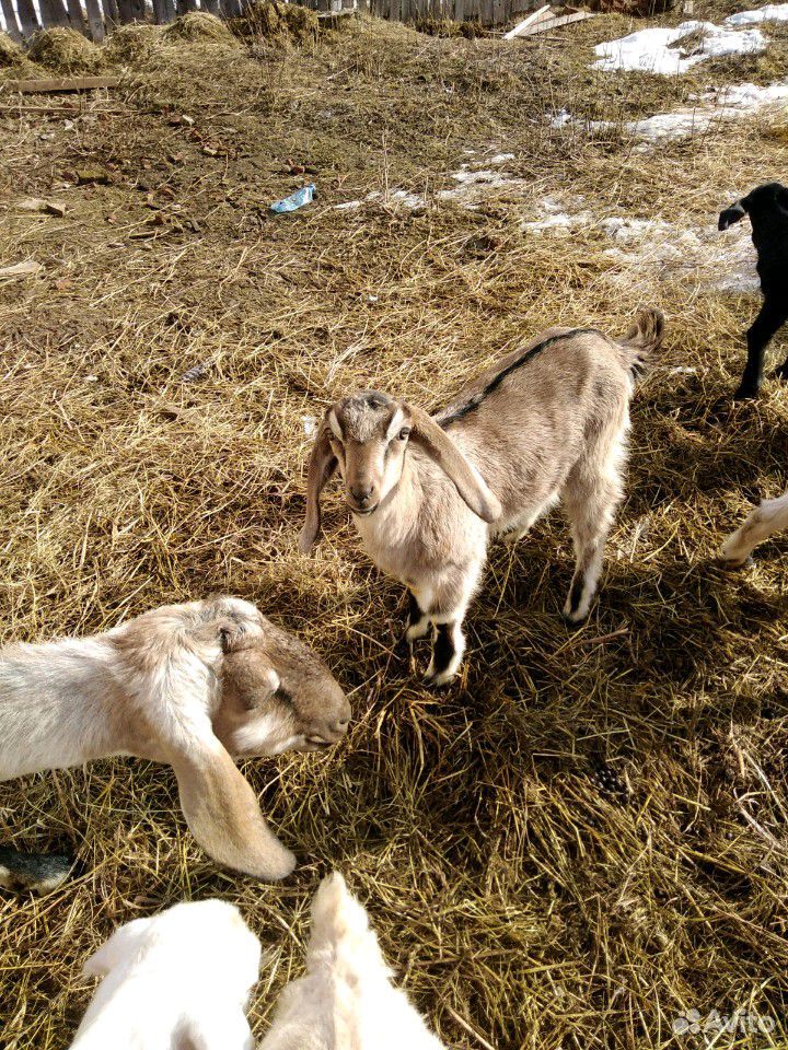 Нубийских козы купить на Зозу.ру - фотография № 4