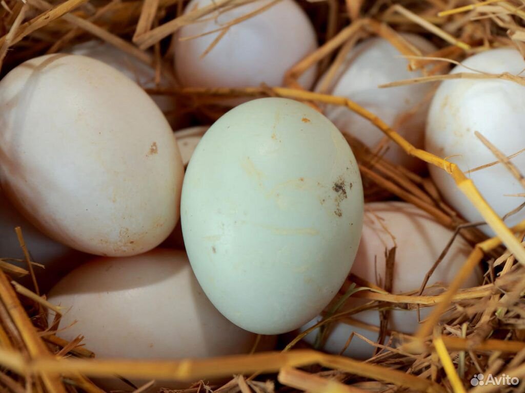 Яйца гусинные утиные инкубационные купить на Зозу.ру - фотография № 1
