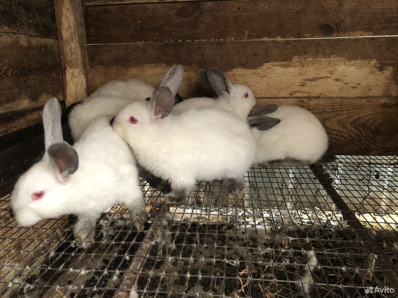 Купить Кроликов В Калужской Области Для Разведения