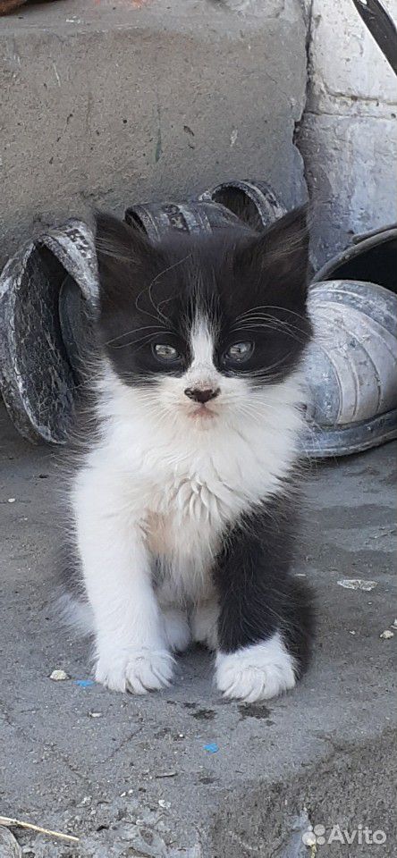Котёнки 2 месяц купить на Зозу.ру - фотография № 4