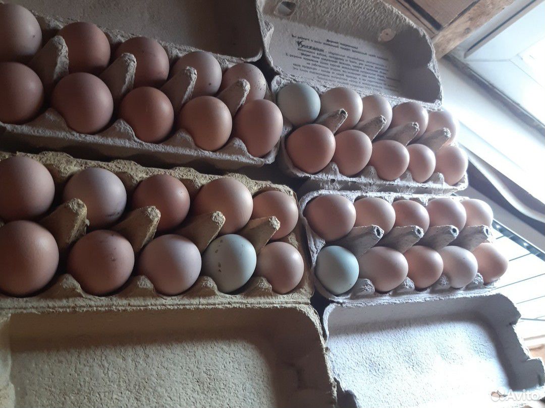 Яйца на инкубацию купить на Зозу.ру - фотография № 2