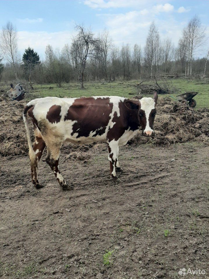 Айширская корова купить на Зозу.ру - фотография № 3