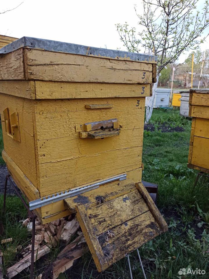 Продам пчелосемьи купить на Зозу.ру - фотография № 7
