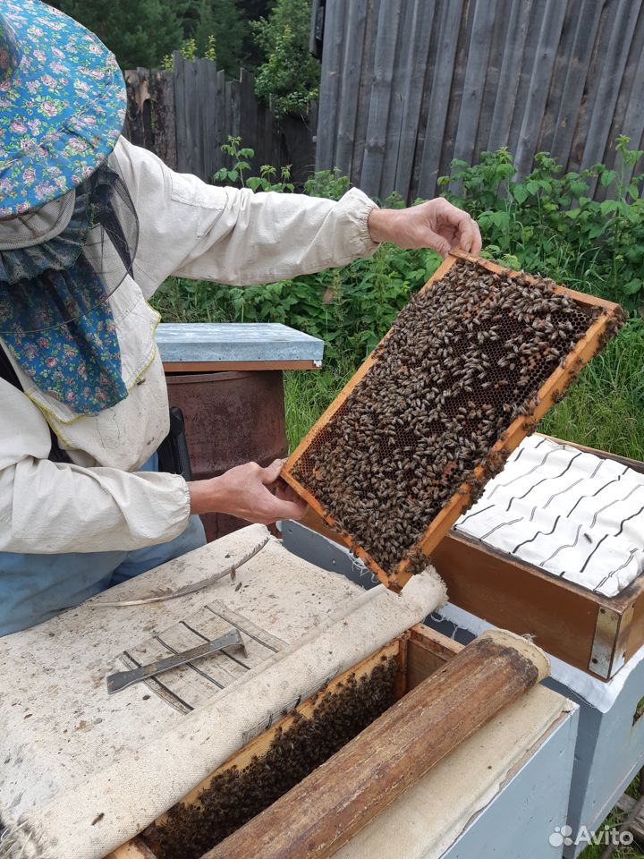 Продаются семьи пчел купить на Зозу.ру - фотография № 3