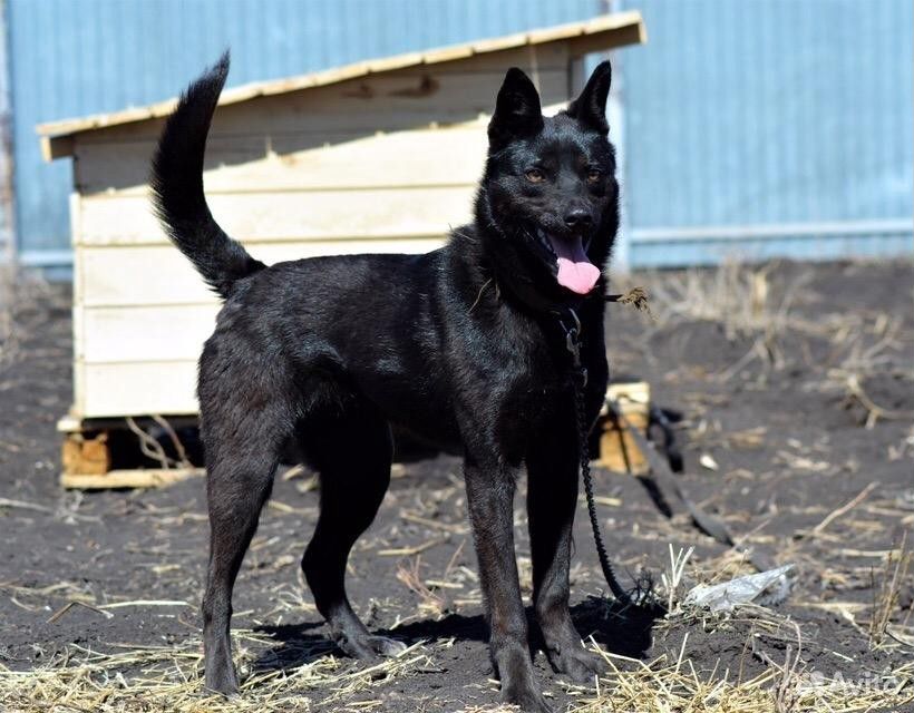 Собака Абба 10 мес, стерилизована, привита купить на Зозу.ру - фотография № 1