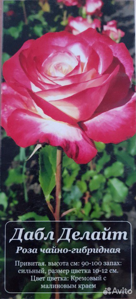 Розы купить на Зозу.ру - фотография № 3