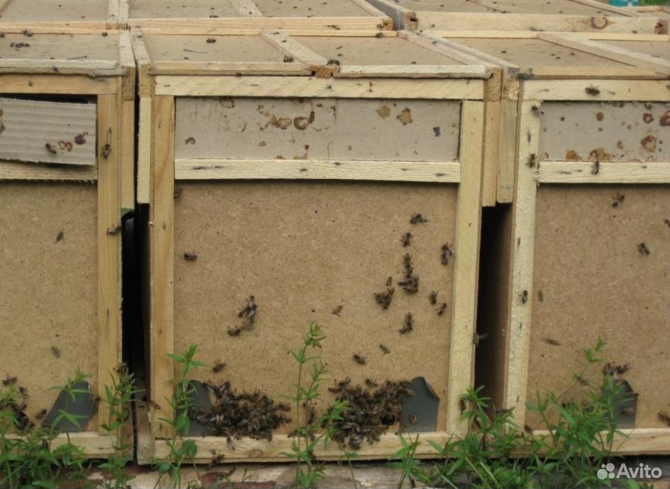 Купить пчел в челябинской области. Пчелопакеты Карника. Бессотовый пчелопакет. Пчелопакеты Бакфаст на 2023 год. Пчелопакеты сдвоенные.