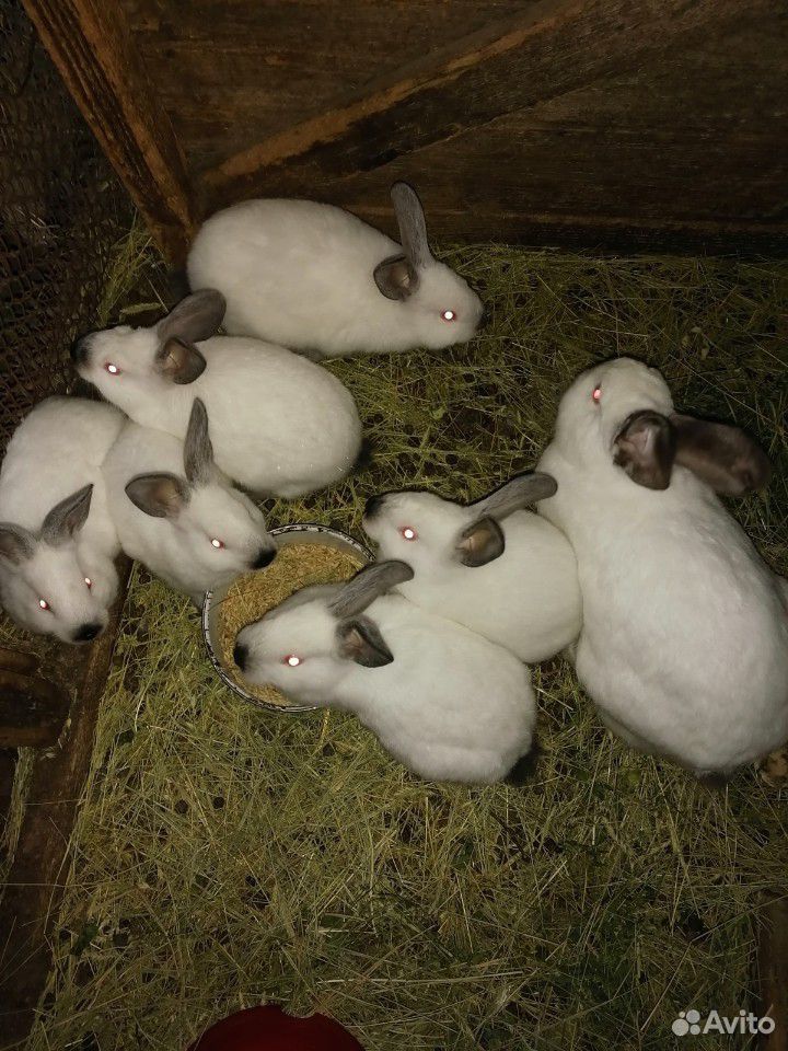Кролики Калифорнийские купить на Зозу.ру - фотография № 2
