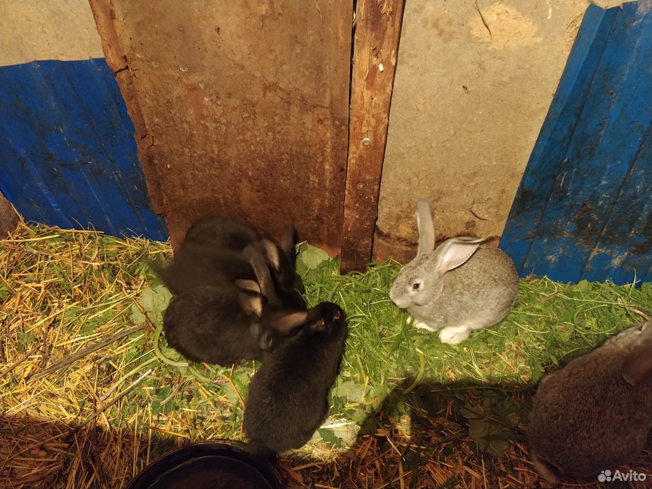 Крольчата и крольчиха купить на Зозу.ру - фотография № 1