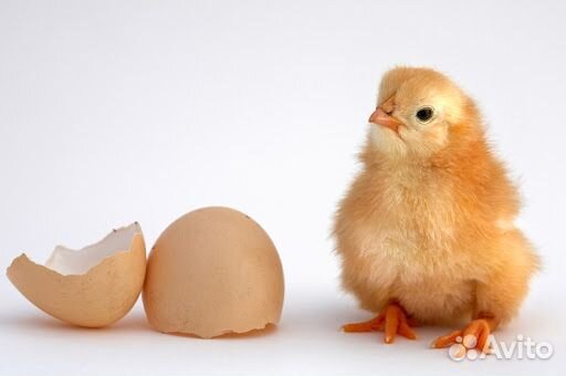 Продам яйцо инкубационное купить на Зозу.ру - фотография № 1