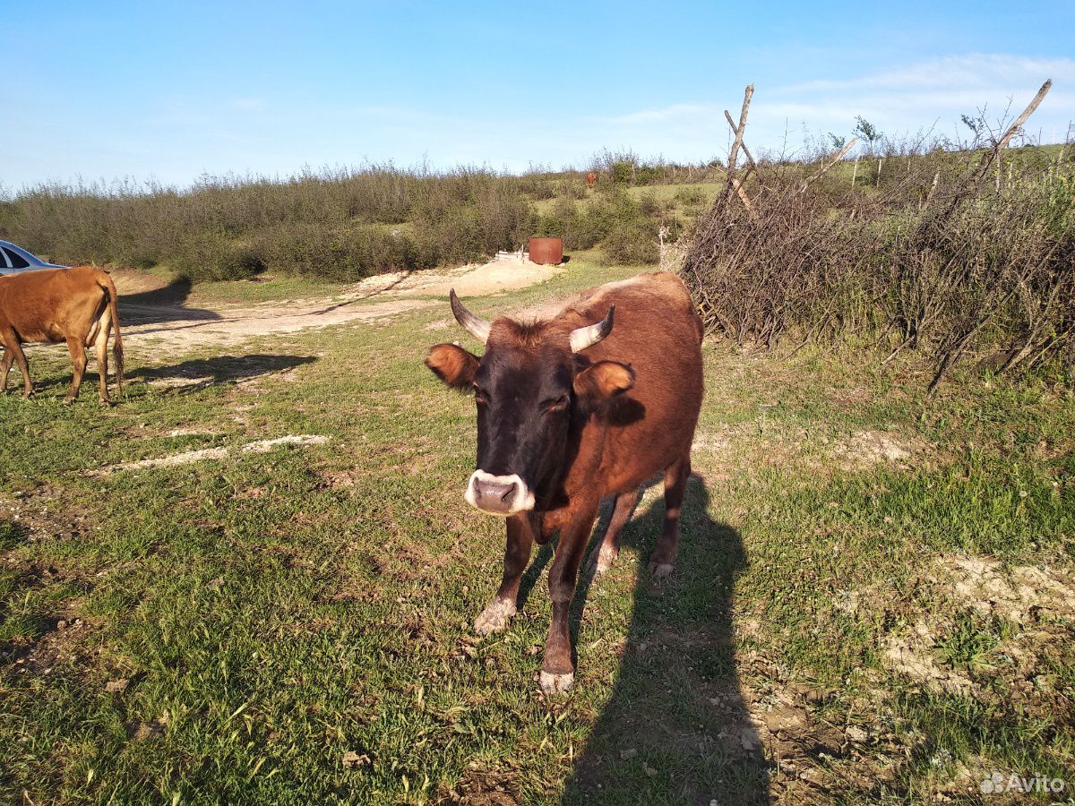 Коровы с телятоми купить на Зозу.ру - фотография № 9