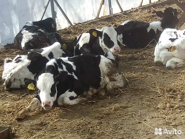 Телята бычки крс от 1 до 3х месяц молодняк мясные купить на Зозу.ру - фотография № 1