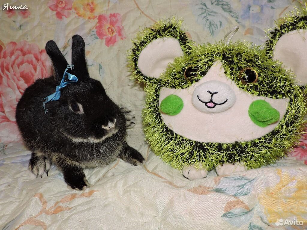 Милый пушистый питомец декоративный кролик купить на Зозу.ру - фотография № 5