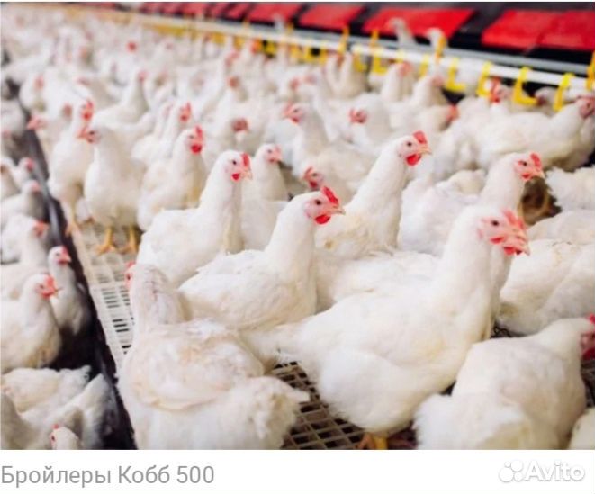Кобб 500 цыплята купить на Зозу.ру - фотография № 5