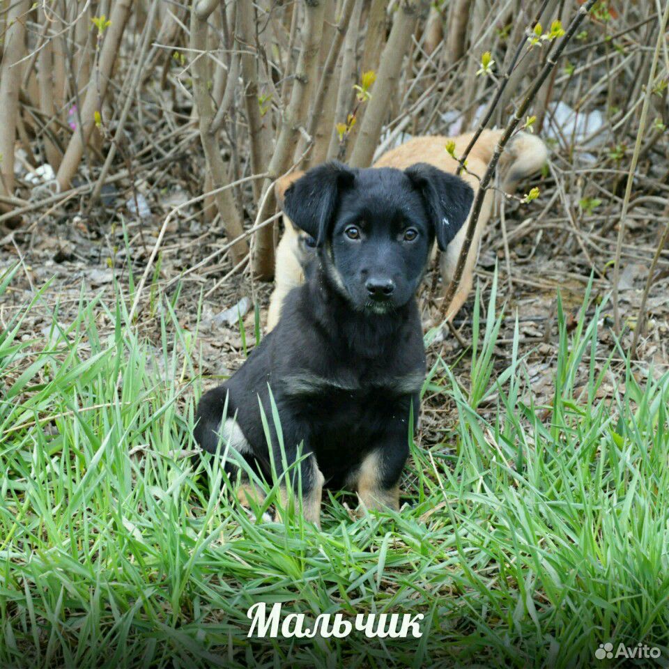 Авито волжский щенки