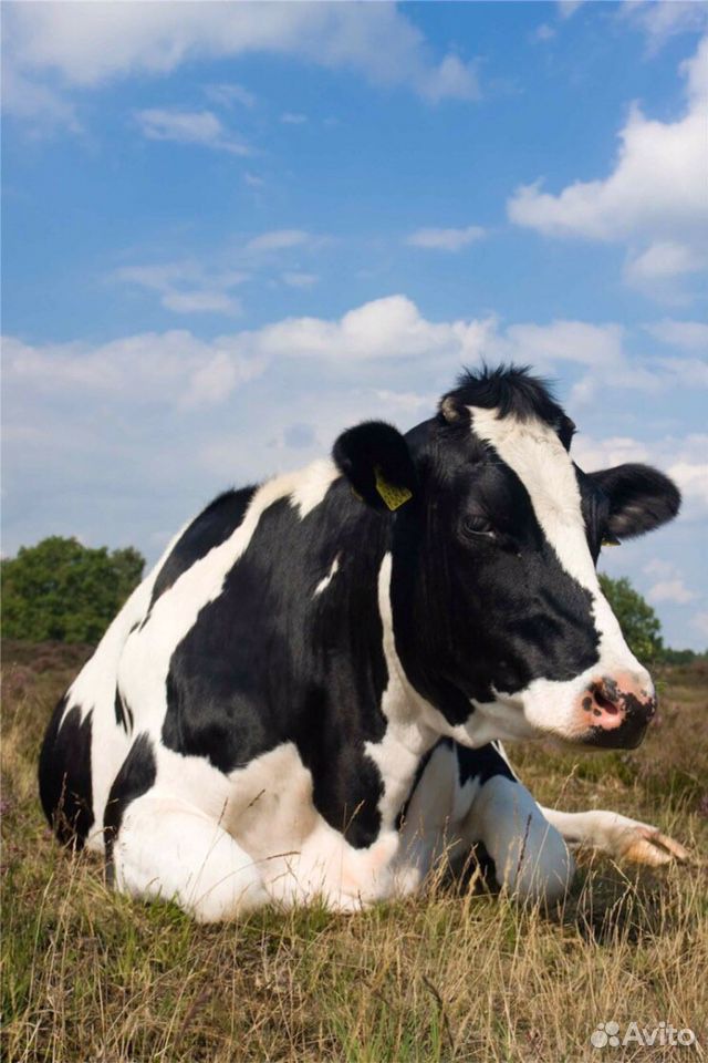 Продаётся корова с телёнком купить на Зозу.ру - фотография № 1