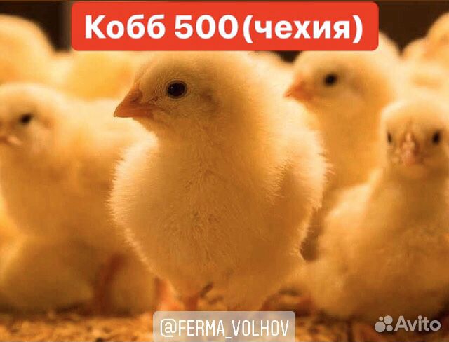 Цыпленок кобб500 бройлер купить на Зозу.ру - фотография № 1