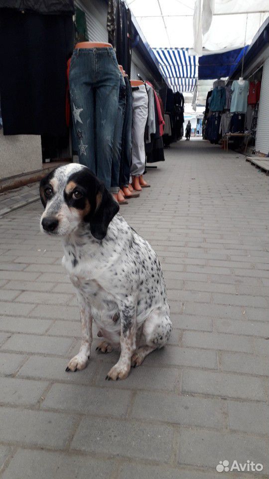 Потерялась породистая собачка,а может выбросили, д купить на Зозу.ру - фотография № 2