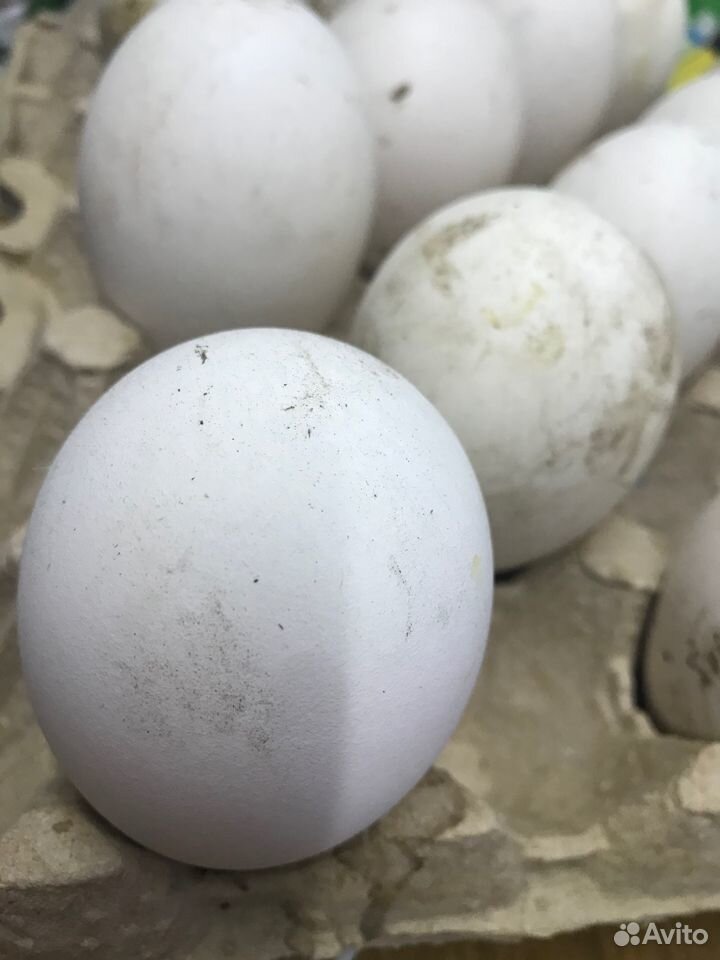 Яйца гусиные на инкубацию купить на Зозу.ру - фотография № 1