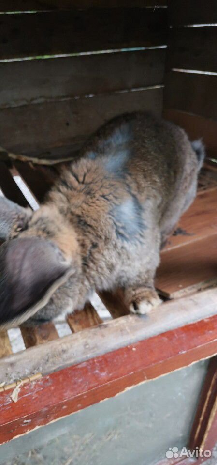 Кролики Фландр купить на Зозу.ру - фотография № 7