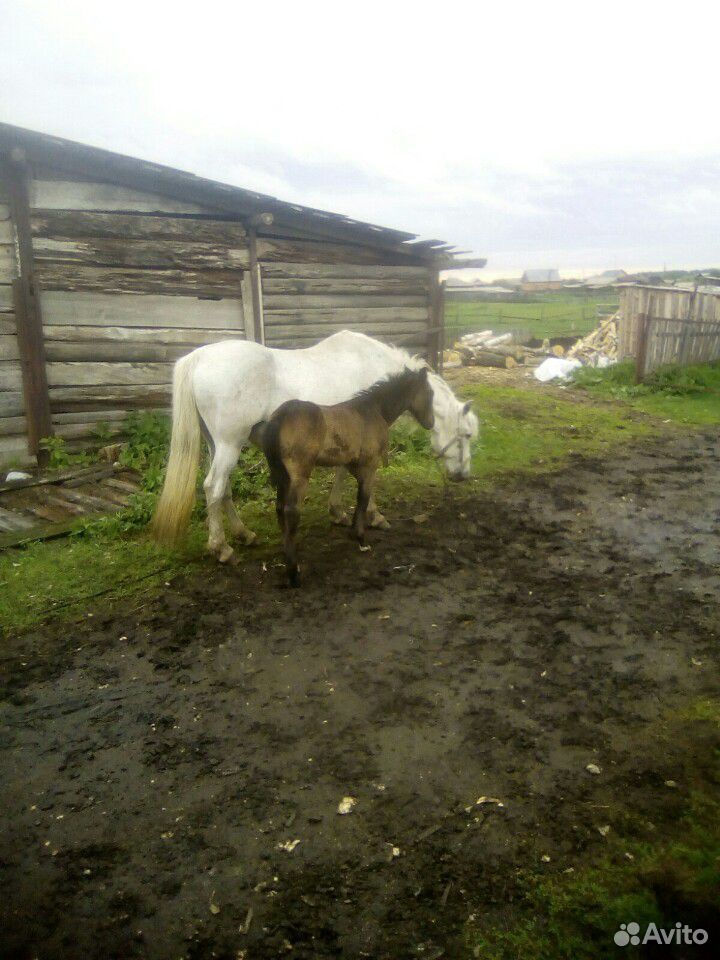 Продам лошадь с жеребенком купить на Зозу.ру - фотография № 6