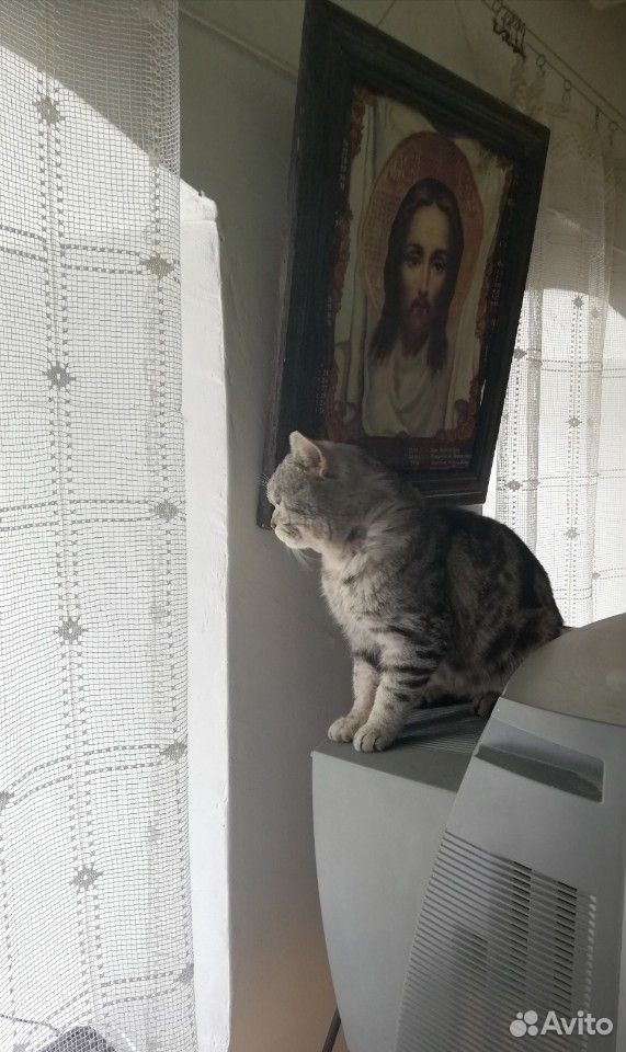 Британский кот купить на Зозу.ру - фотография № 5