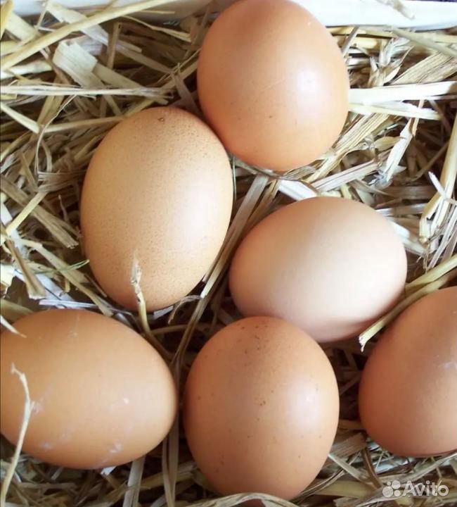 Яйца домашние возможно с доставкой купить на Зозу.ру - фотография № 1