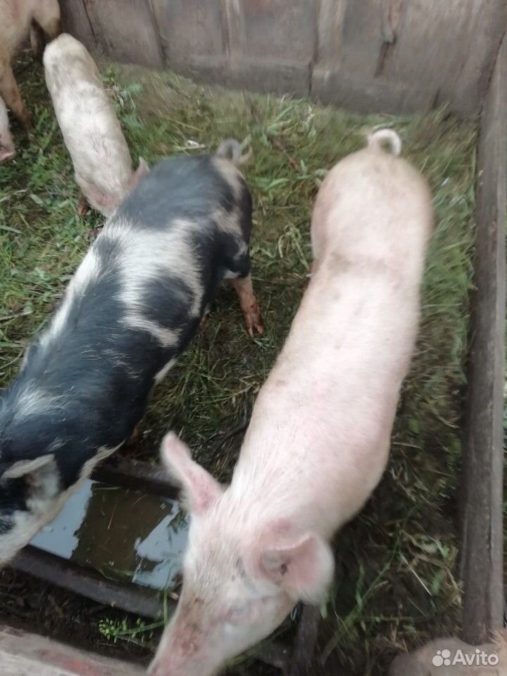 Свиньи на доращевание купить на Зозу.ру - фотография № 3