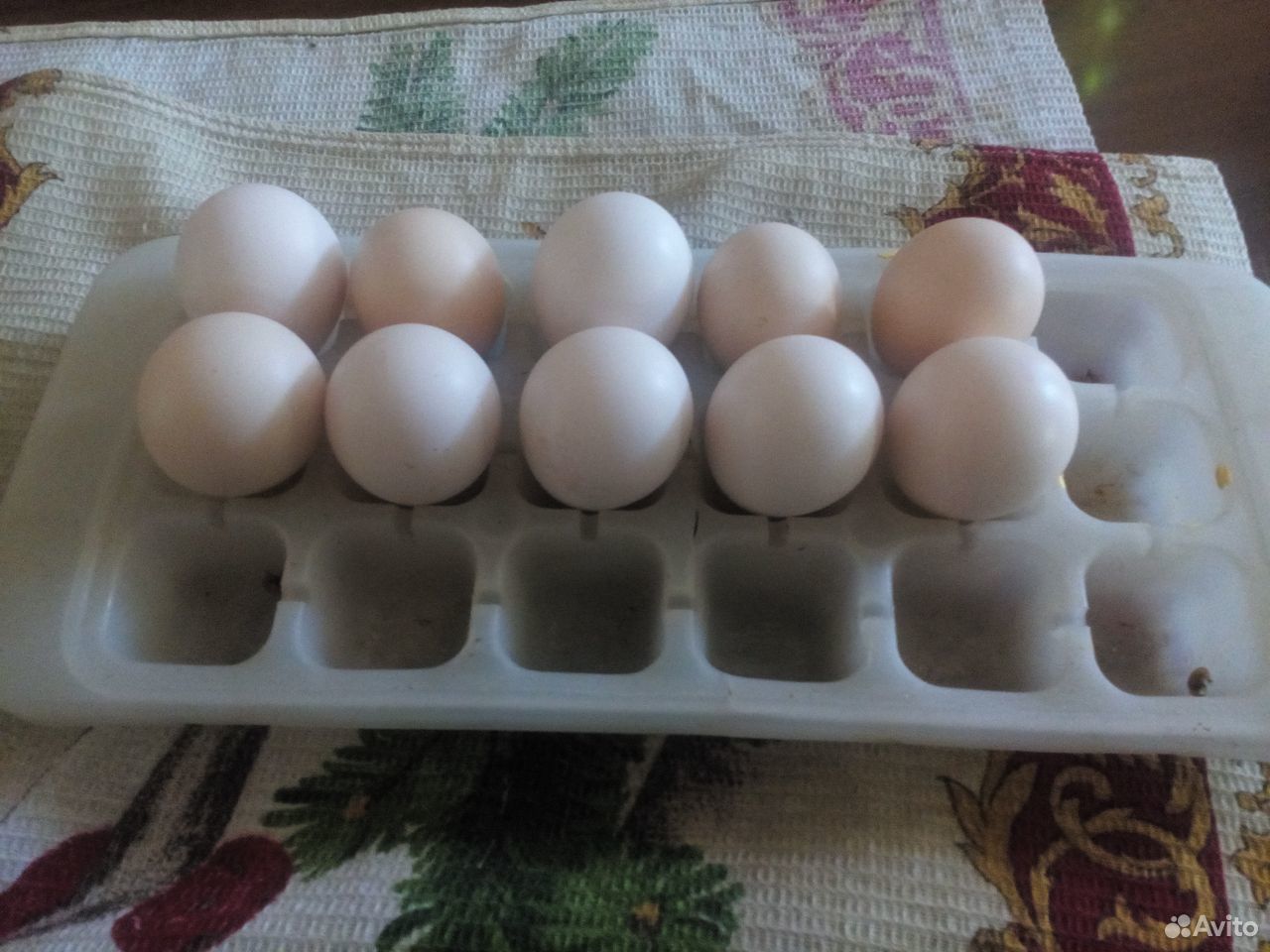 Инкубационное яйцо алмазного фазана 10 штук купить на Зозу.ру - фотография № 2