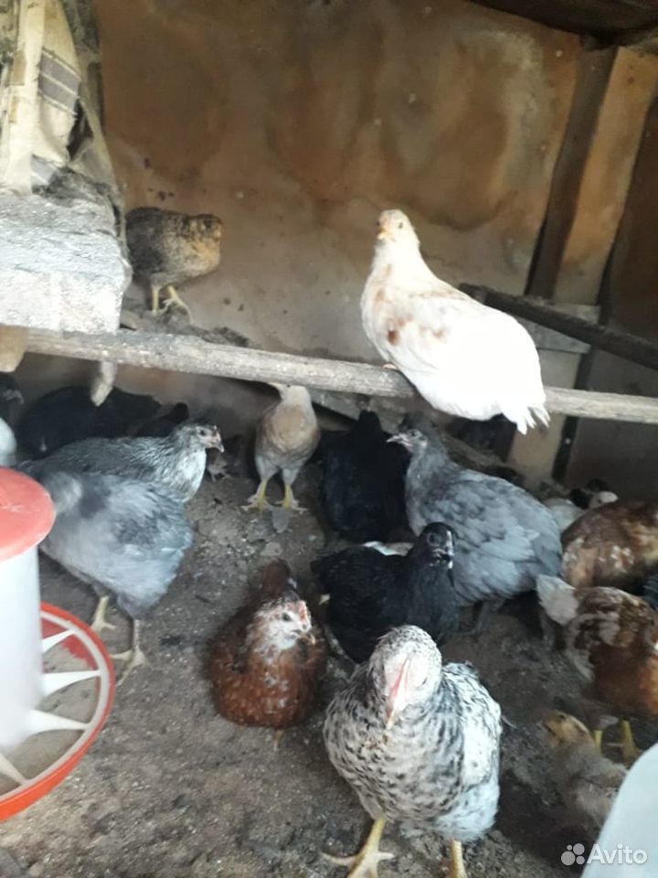 Цыплята 2 месяца купить на Зозу.ру - фотография № 4