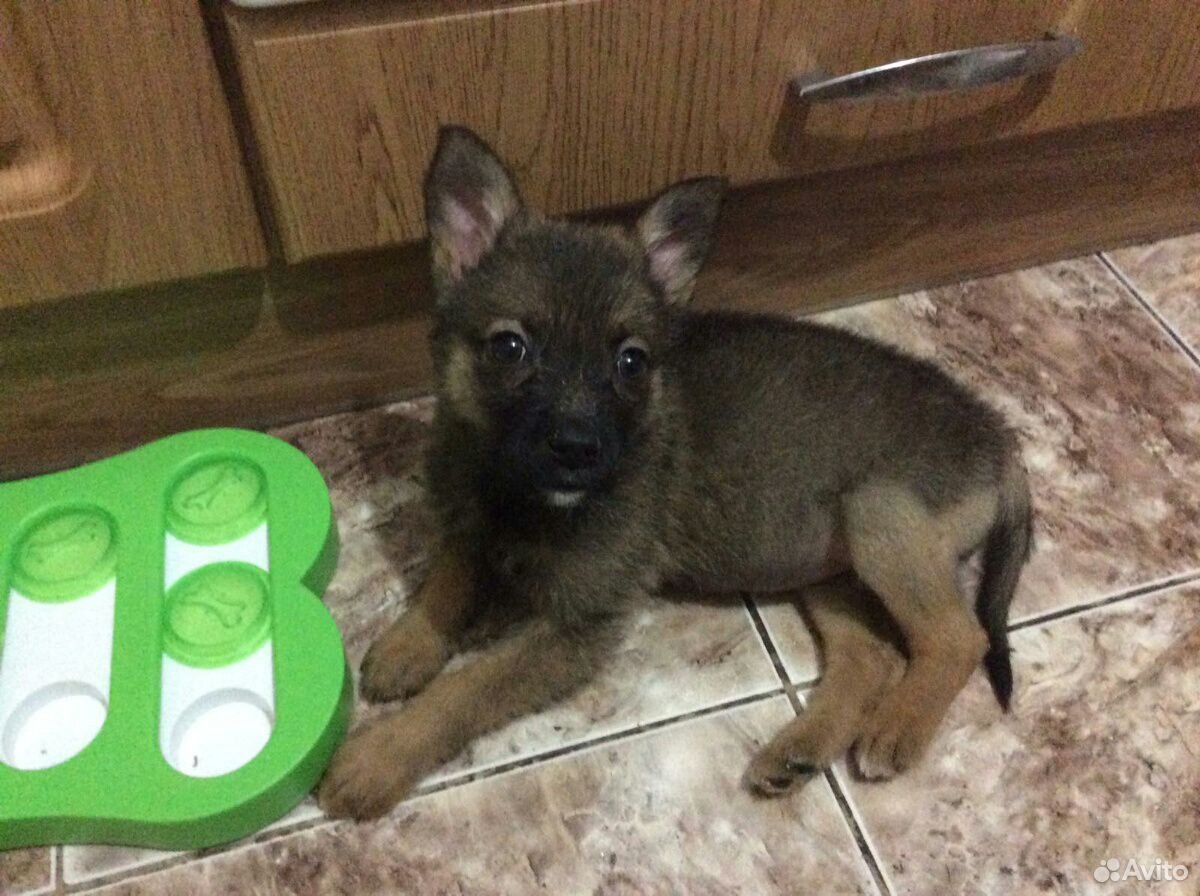 авито йошкар ола собаки. авито йошкар ола собаки. маленькая собачка для квартиры в добрые руки. щенки йошкар ола даром. собака карликовый йошкар-ола.