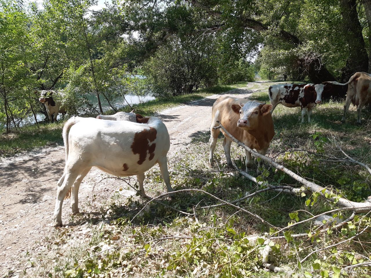 Корова, тёлочки купить на Зозу.ру - фотография № 4
