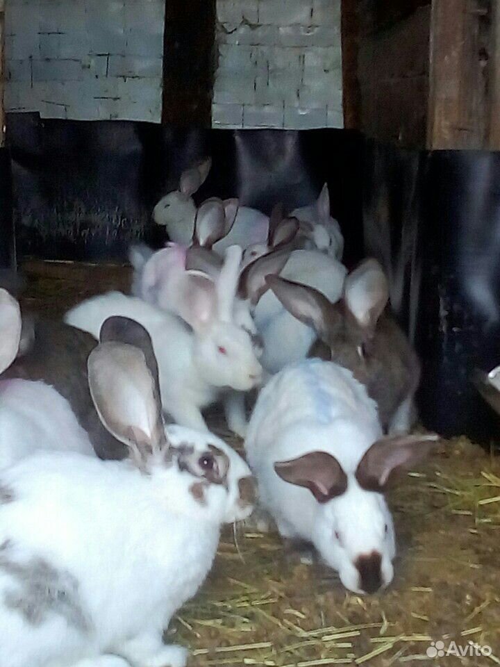 Кролики пять месяцев самки на племя купить на Зозу.ру - фотография № 3
